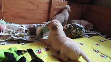 drie puppy's in een pen