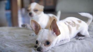 A close up of a two adorable chihuahuas lying on a bed in slow mo video