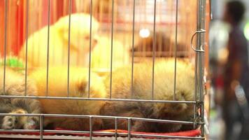 Adorables chiots de Poméranie dormant dans une cage