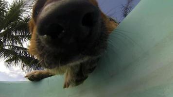 cachorro bebendo água debaixo d'água video