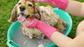 Cleaning Dog Ears HD video