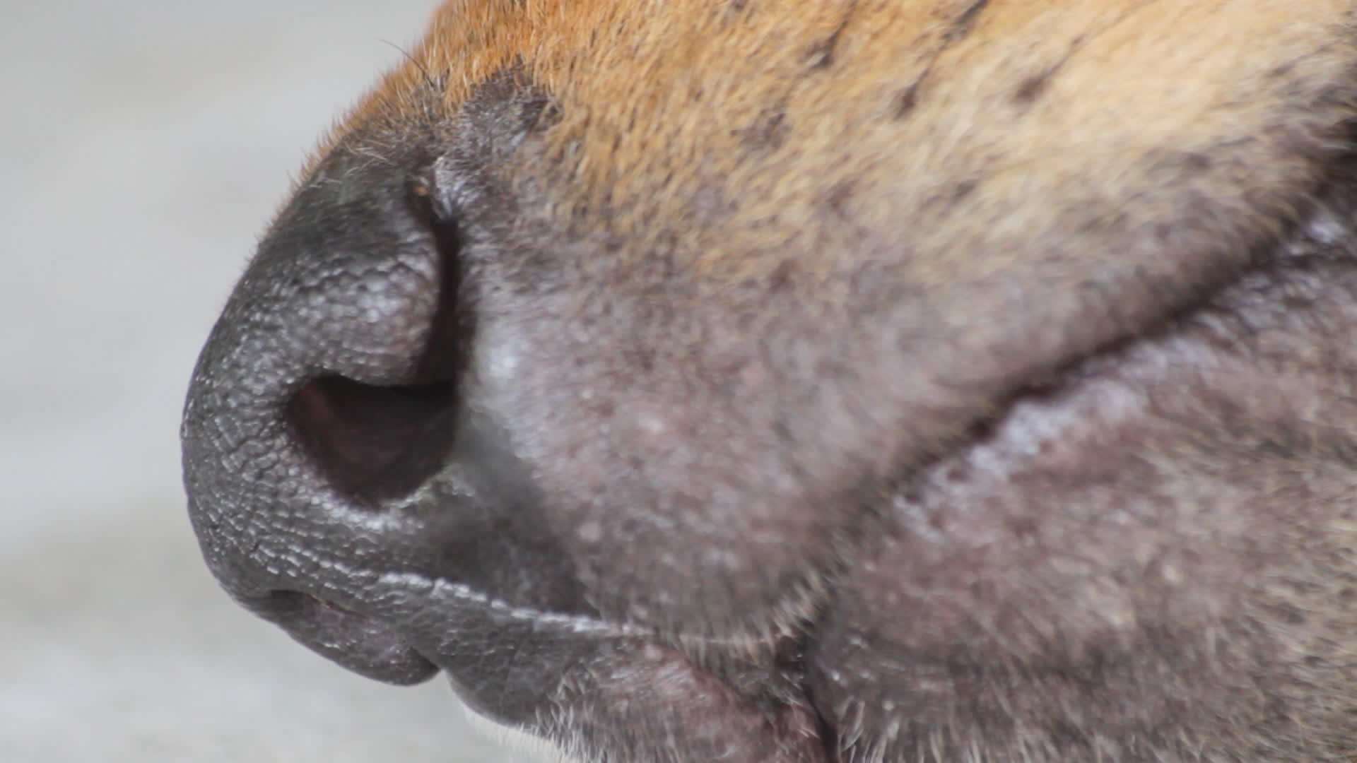 sleeping dog breathes nose, closeup video 1273010 Stock Video at Vecteezy