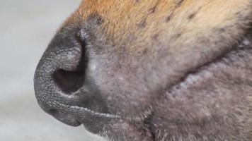 sleeping dog breathes nose, close-up video