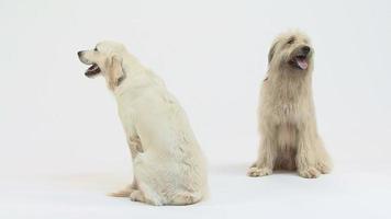 Mischlingshund und ein cremefarbener Golden Retriever, sitzend, keuchend video