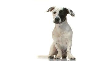 images HD d'un jack russell assis
