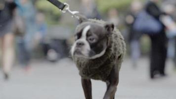 lindo perro en un suéter - primer plano - cámara lenta