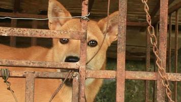 Hund im Käfig video