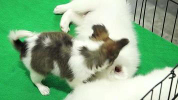Cute shih tzu pups playing inside a cage