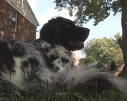 Kumpel: Hund im Hof video