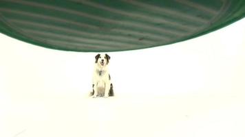 chien border collie avec frisbee video