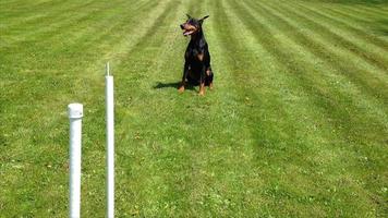 Doberman Running Weave Poles With Quick Agility video