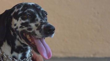 close-up zuiver ras Dalmatische vrouwelijke hond huisdier in een veranda video