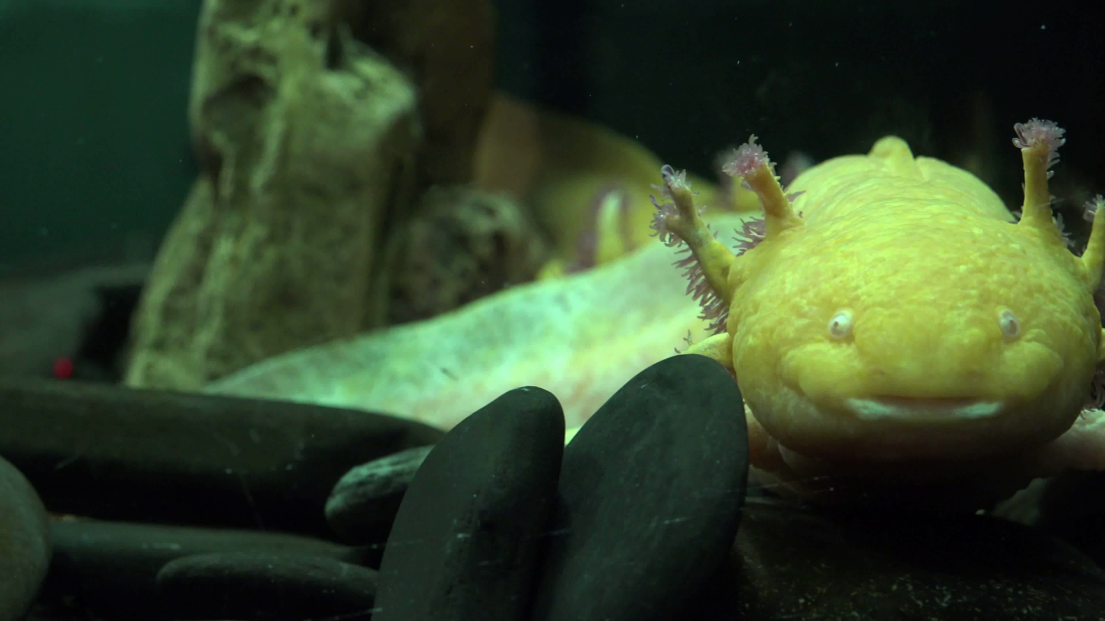 ugly-fish-in-fish-tank-1273095-stock-video-at-vecteezy