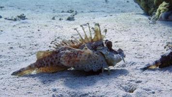 peixe-escorpião - dois peixes com ferrão video