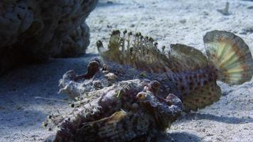 pez escorpión - dos peces de picadura de palo video