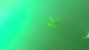 het vangen van een kahawai-vis. drie schoten. onder water en boven water. video