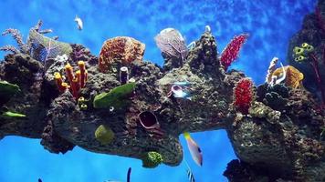 akvarium med färgglad fisk, levande koraller