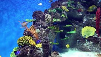 Aquarium avec poissons colorés, coraux vivants