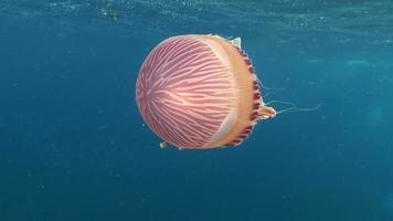 Cerrar medusas y peces a la deriva video