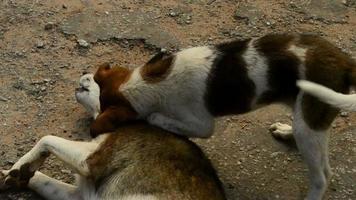 puppy hondje spelen met moederhond