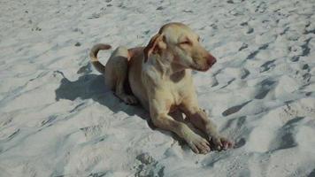 cachorro sem teto deitado na areia