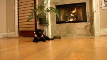 Christmas Pug on the floor video