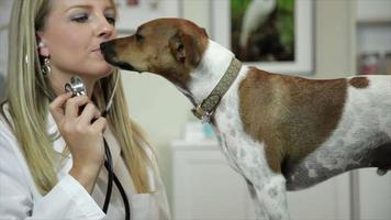 vétérinaire jouant avec un chien et commence à le vérifier