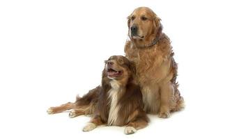 Golden retriever et chien de race mixte haletant video