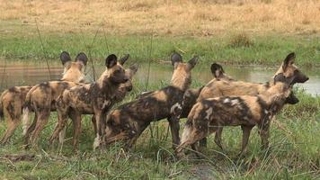 meute de chiens sauvages cherchant à traverser la rivière khwai video