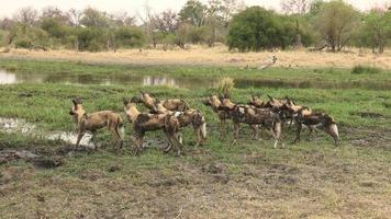 branco di cani selvatici che cercano di attraversare il fiume Khwai video
