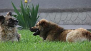 Dos perros mestizos jugando, corriendo hacia la cámara sobre un césped en primavera
