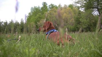 Alert miniature dachshund dog lying in the grass