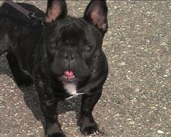 Französische Bulldogge wartet auf Hundeausstellung iii video