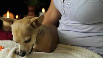 Chihuahua essen behandeln video