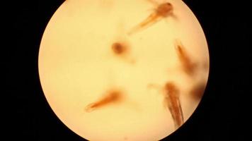 alevins de poisson et lame de microscope
