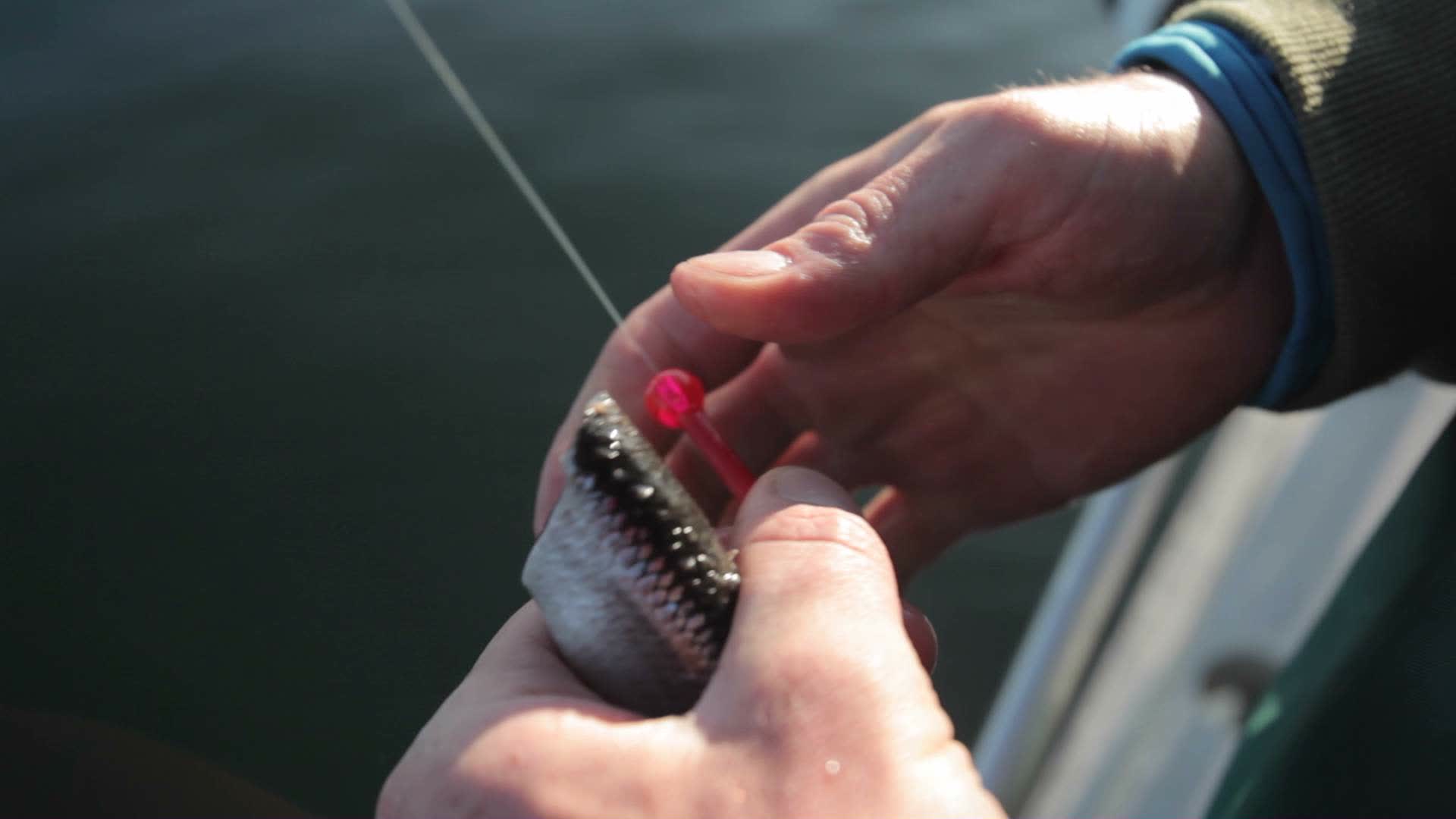 Fisherman preparing bait to catch fish. 1273641 Stock Video at Vecteezy