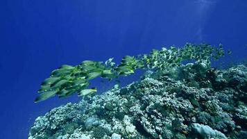 poisson corail video