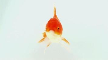 Goldfisch video