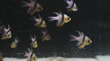 pesce tropicale video