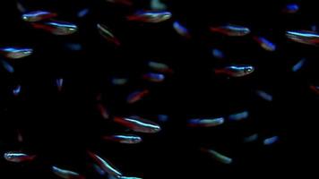 Neon Tetra Fish - Large School, Black Background. video