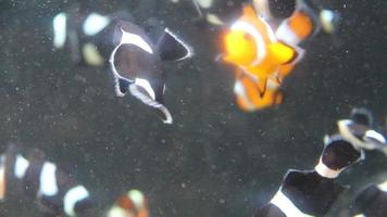 clownvissen zwemmen in een grote aquarium video