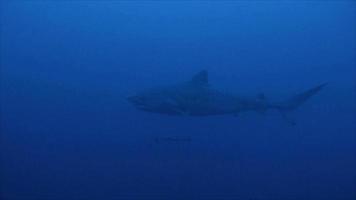 tiger shark and scuba diver video