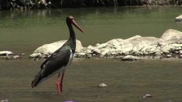 Poisson de pêche cigogne noire dans la rivière de montagne