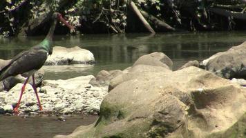 cicogna nera pesca pesce nel fiume di montagna