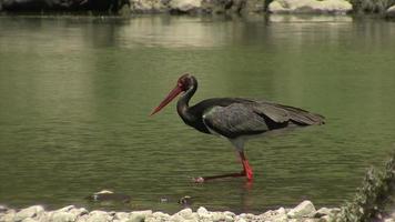 Black stork fishing fish in the mountain river video