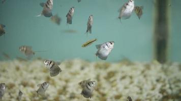 ren akvarium med ... fisk! (fokusera på förgrunden) video