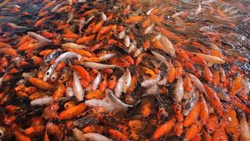 peixes koi dourados no grande lago de peixes