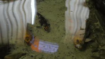 vissen. close-up van vishaak onder water