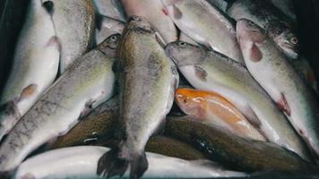 Fischmarkt video