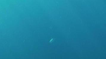 Fish Underwater video